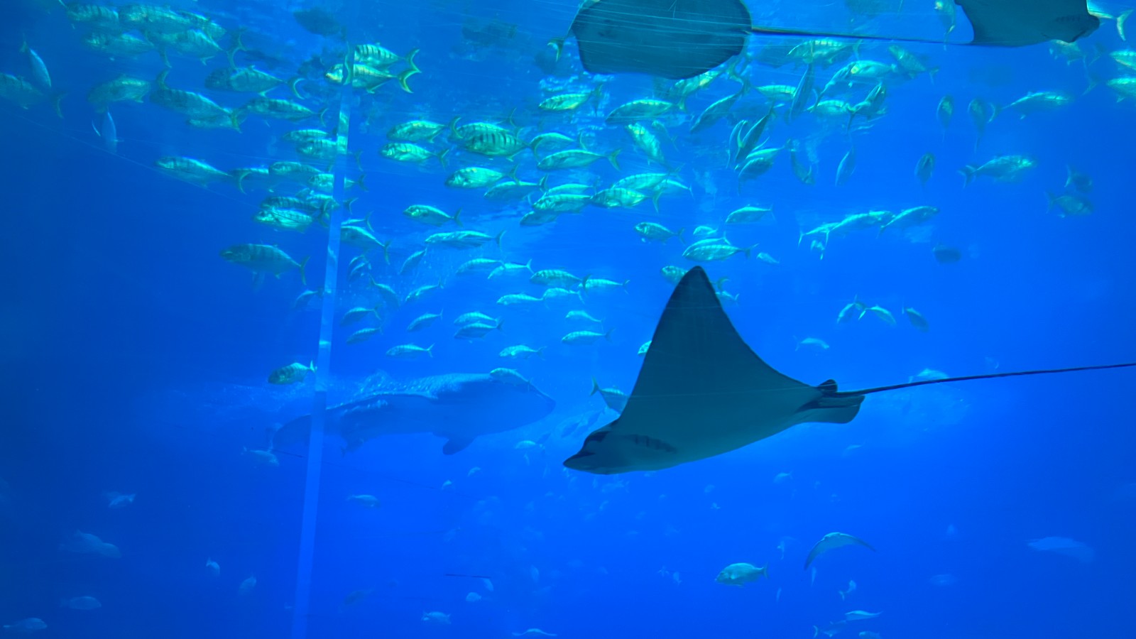 89200766.jpg IMG_2216.JPG